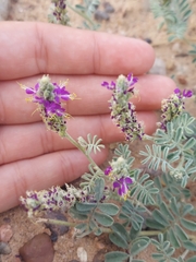 Dalea lanata