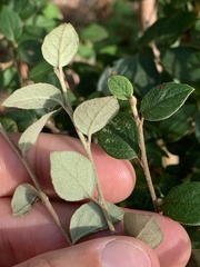 Cotoneaster simonsii