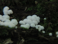 Ceratiomyxa fruticulosa