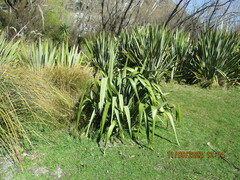 Phormium