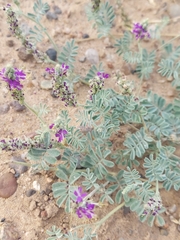 Dalea lanata