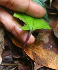 Nervilia infundibulifolia