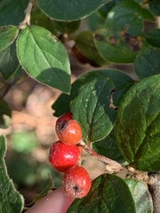 Cotoneaster simonsii