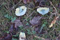 Caloboletus radicans