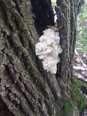 Ductifera pululahuana