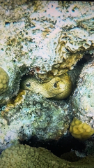 Gymnothorax miliaris