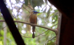 Momotus subrufescens