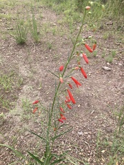 Penstemon barbatus