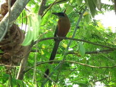 Momotus subrufescens