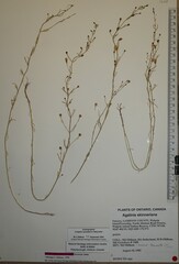 Agalinis skinneriana