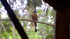 Momotus subrufescens