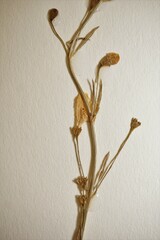 Agalinis skinneriana