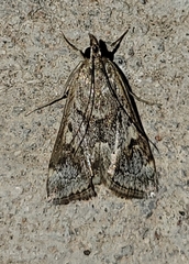 Loxostege allectalis