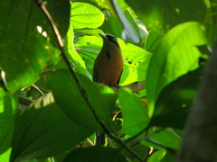 Momotus subrufescens