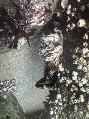 Pollicipes polymerus