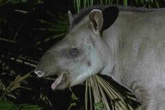 Tapirus terrestris