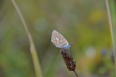 Polyommatus