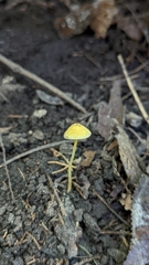 Mycena crocea