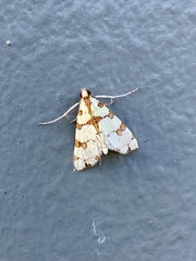 Conchylodes octonalis