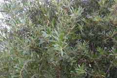 Salix lasiolepis