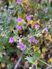 Mirabilis nyctaginea