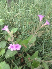 Ruellia occidentalis