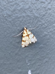 Conchylodes octonalis