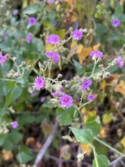Mirabilis nyctaginea