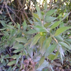 Ruscus aculeatus