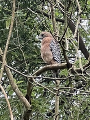 Buteo lineatus elegans