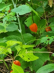 Alkekengi officinarum