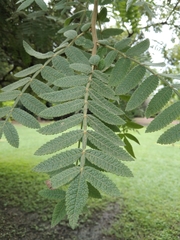 Bursera copallifera