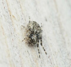 Larinioides ixobolus