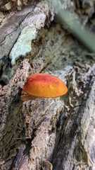 Pluteus aurantiorugosus