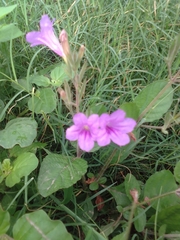Ruellia occidentalis