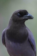 Cyanocorax cyanomelas