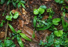 Nervilia infundibulifolia