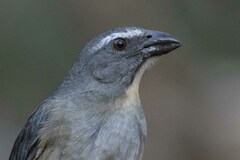 Saltator coerulescens