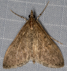 Mecyna mustelinalis