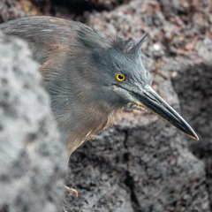 Butorides striata sundevalli