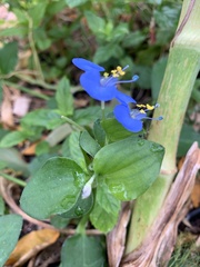 Commelina