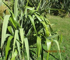 Phormium