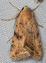 Micrathetis triplex