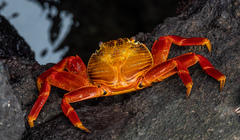Grapsus grapsus