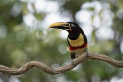 Pteroglossus castanotis