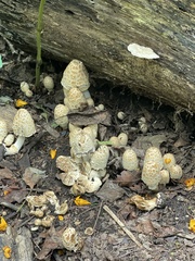 Coprinopsis variegata