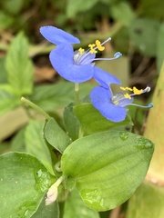 Commelina