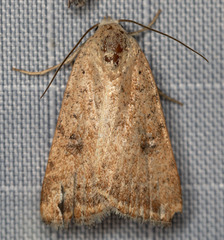 Micrathetis triplex