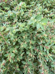 Euphorbia vermiculata