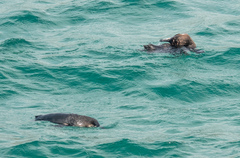 Spheniscus mendiculus